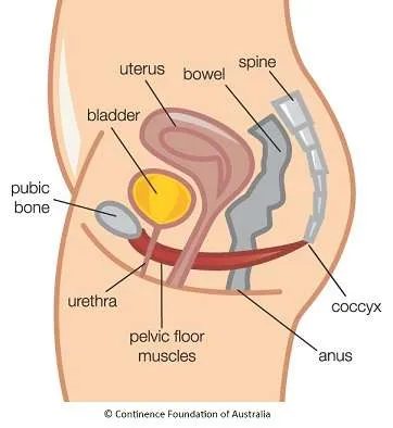 1 Women's Pelvic Floor Physical Therapy - Jersey City Hoboken Bayonne