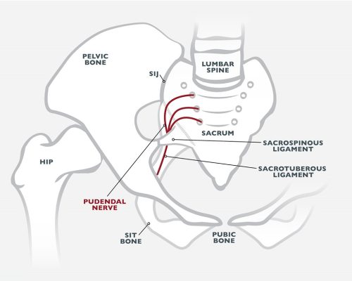 pudendal nerve pudendal neuralgia